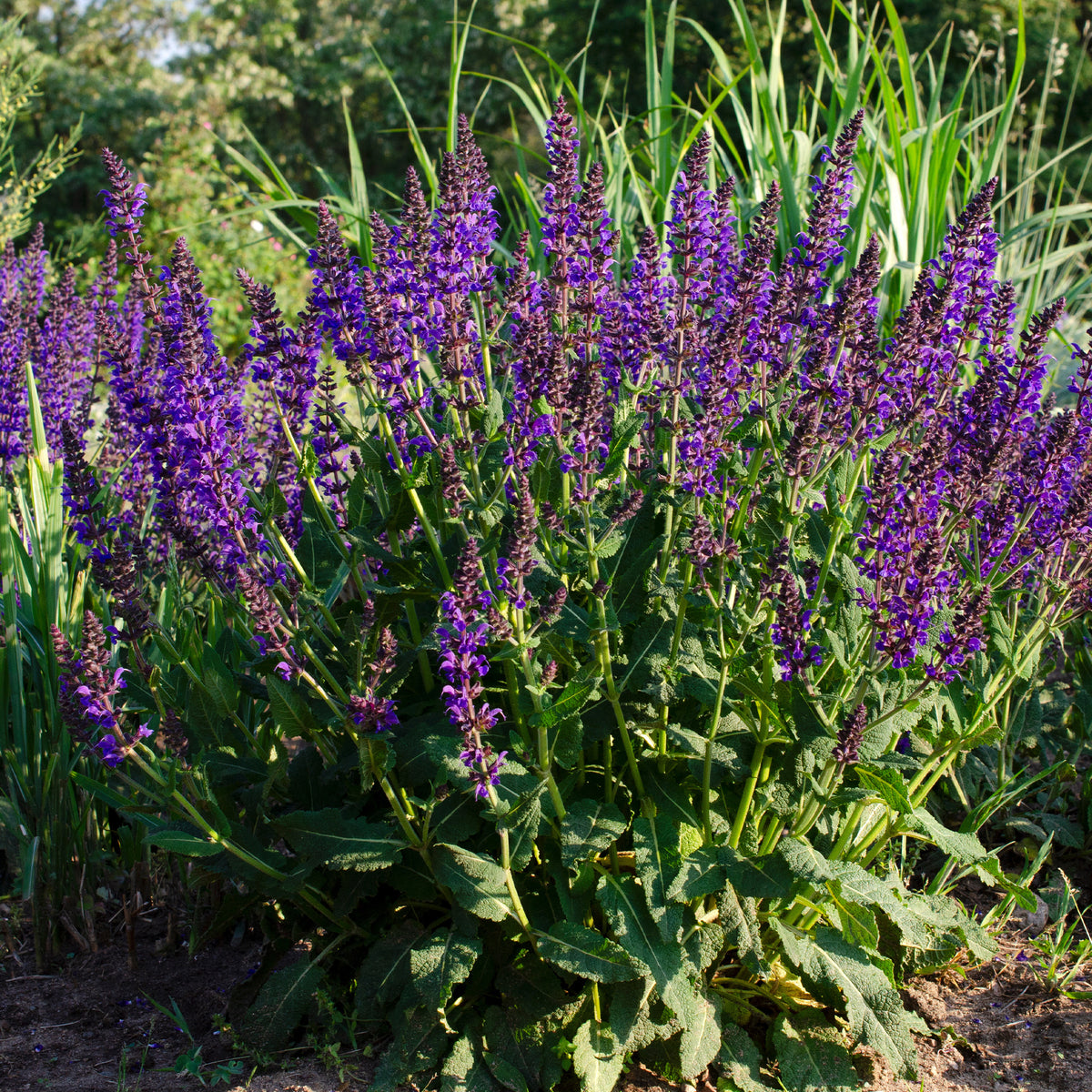 Sauge des bois Mainacht - Willemse