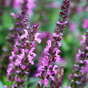 Salvia nemorosa rose queen (rosakönigin) - Sauge des bois Rose Queen - Sauges