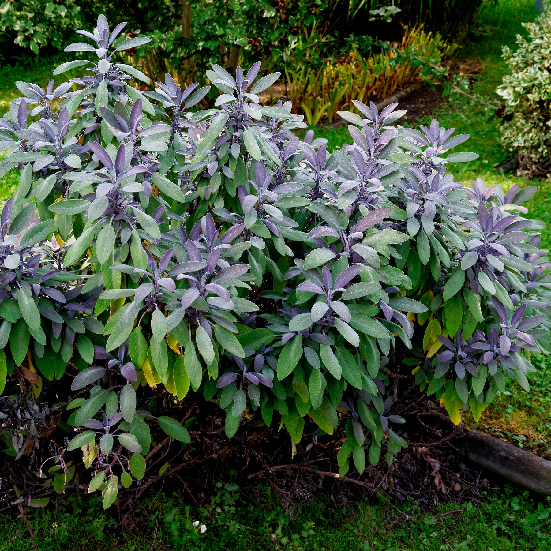 Sauge officinale Purpurascens