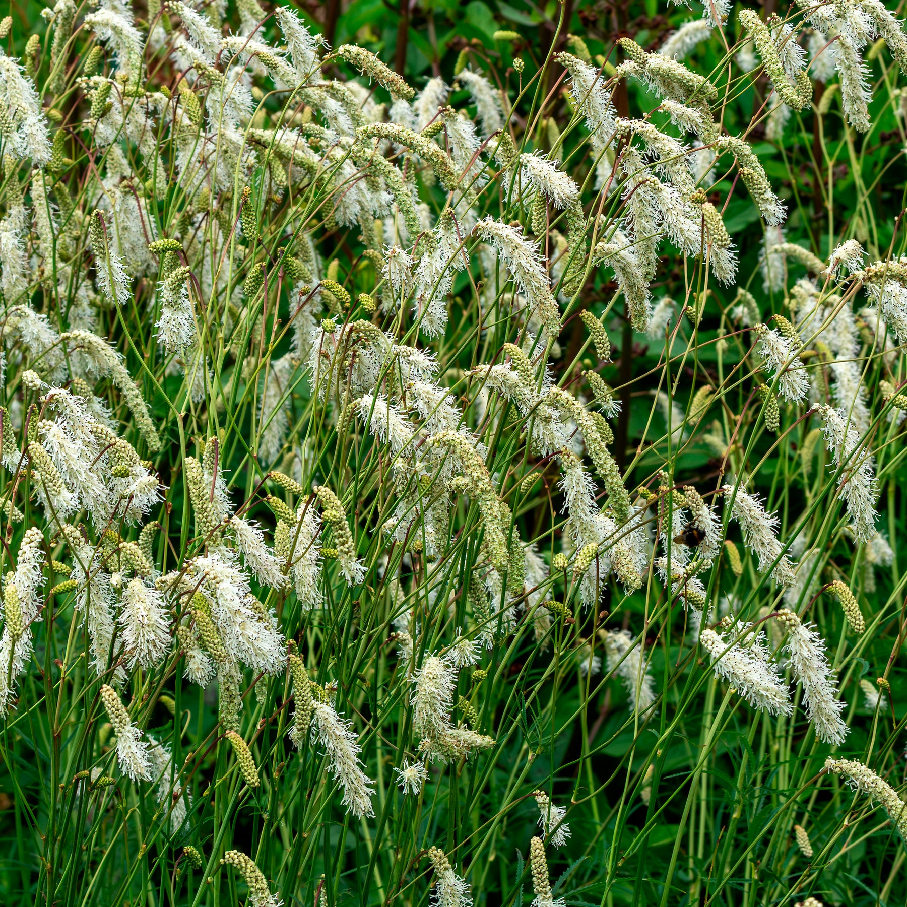 Pimprenelle blanche - Sanguisorbe - Sanguisorba tenuifolia - Willemse