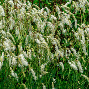 Pimprenelle blanche - Sanguisorbe - Sanguisorba tenuifolia - Willemse