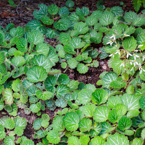 Saxifrage à stolons Cuscutiformis - Saxifraga stolonifera cuscutiformis - Willemse