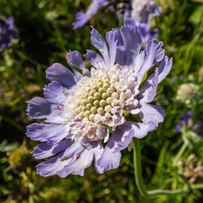 Scabiosa caucasica perfecta - Scabieuse du Caucase Perfecta - Scabieuse