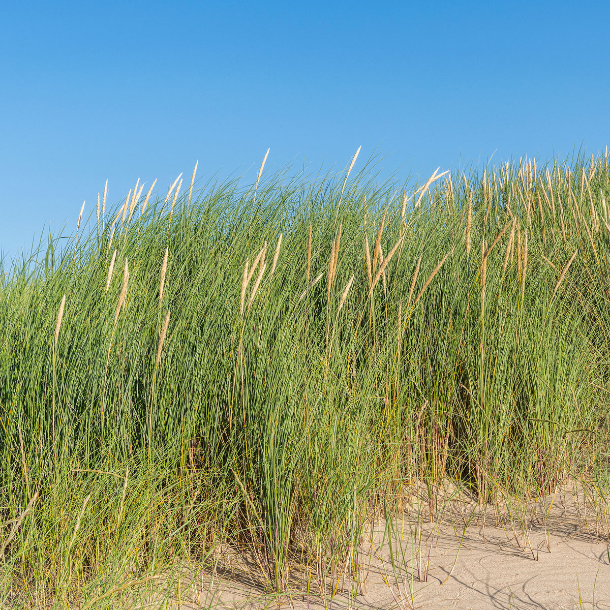 Oyat Roseau des sables - Willemse