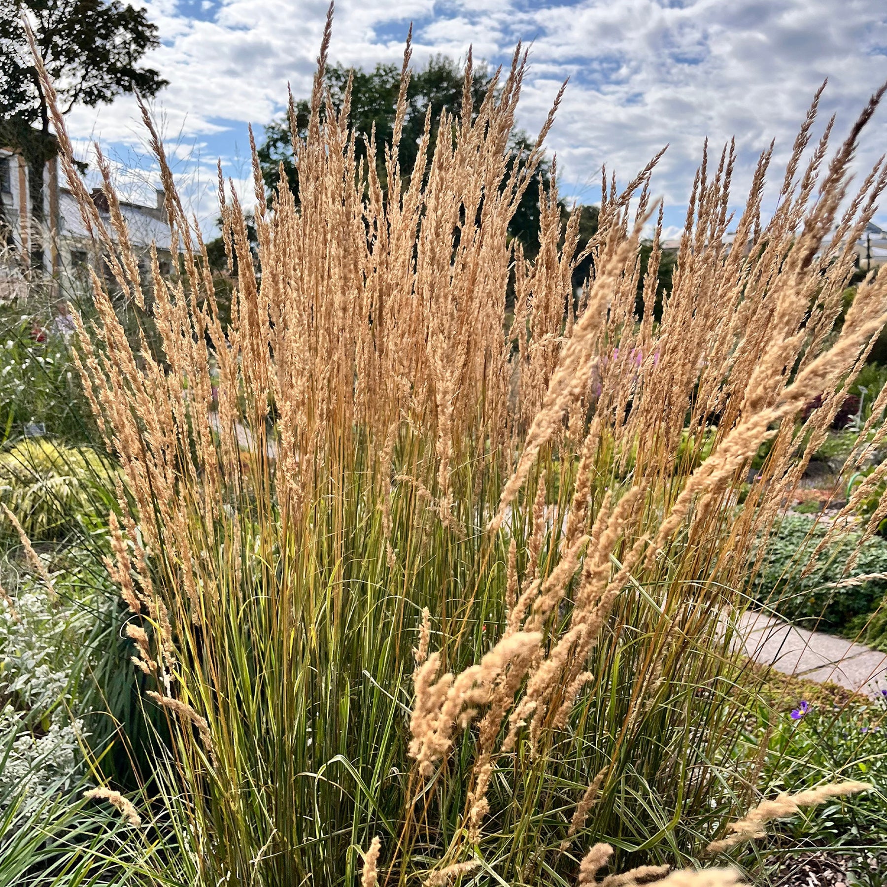 Calamagrostis - Calamagrostide érigée Karl Foester - Calamagrostis x acutiflora Karl Foerster