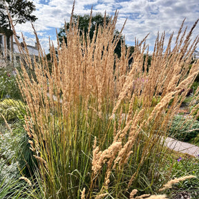 Calamagrostis - Calamagrostide érigée Karl Foester - Calamagrostis x acutiflora Karl Foerster