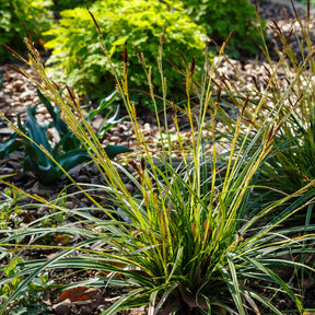 Laîche japonaise - Carex morrowii - Willemse
