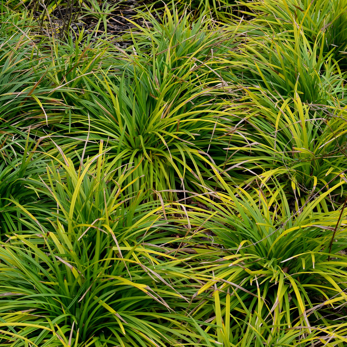 Laîche d'Oshima Evergreen- Carex Evergreen - Carex oshimensis evergreen - Willemse