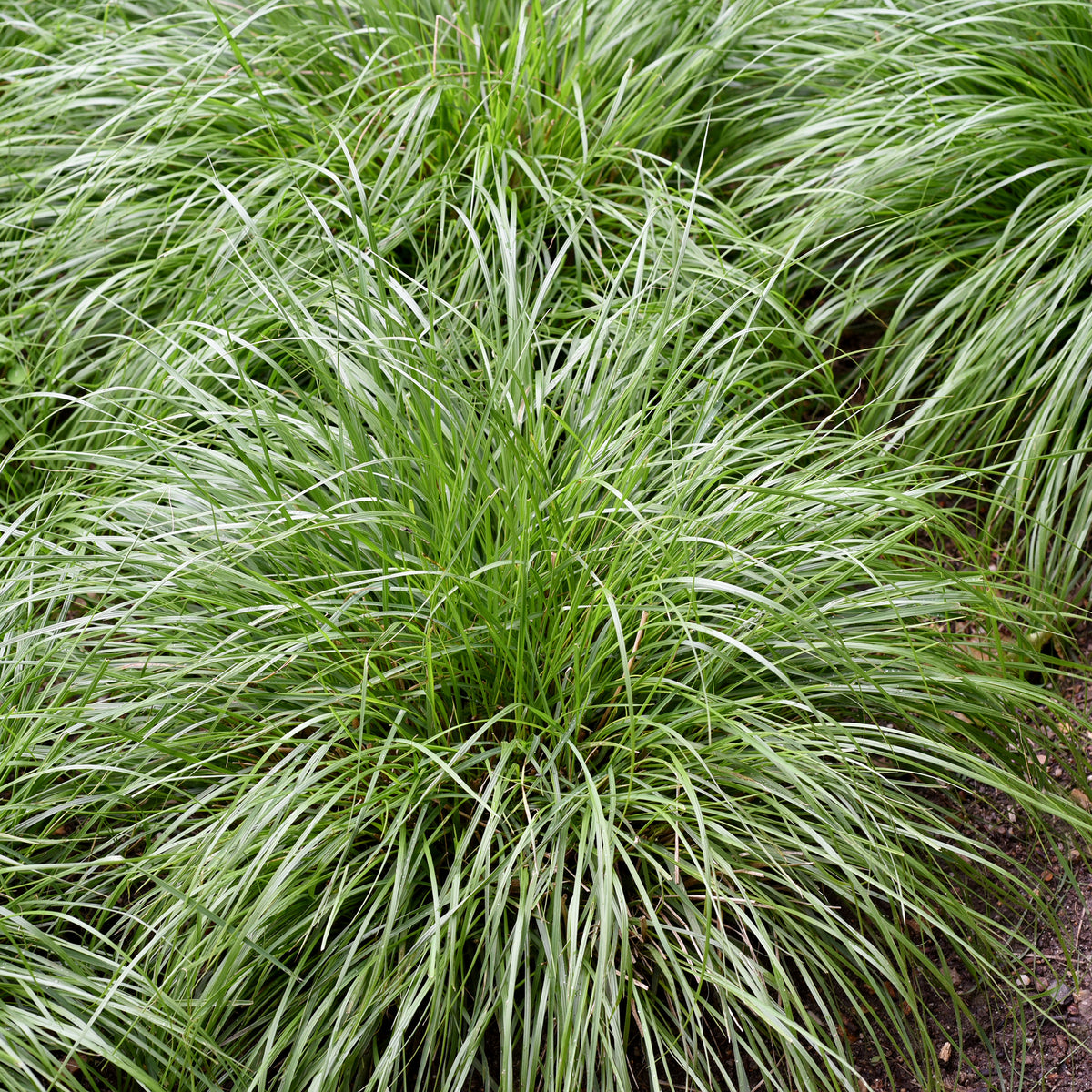 Laîche d'Oshima J.S. Greenwell - Carex - Willemse