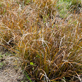 Laîche orange - Carex - Willemse