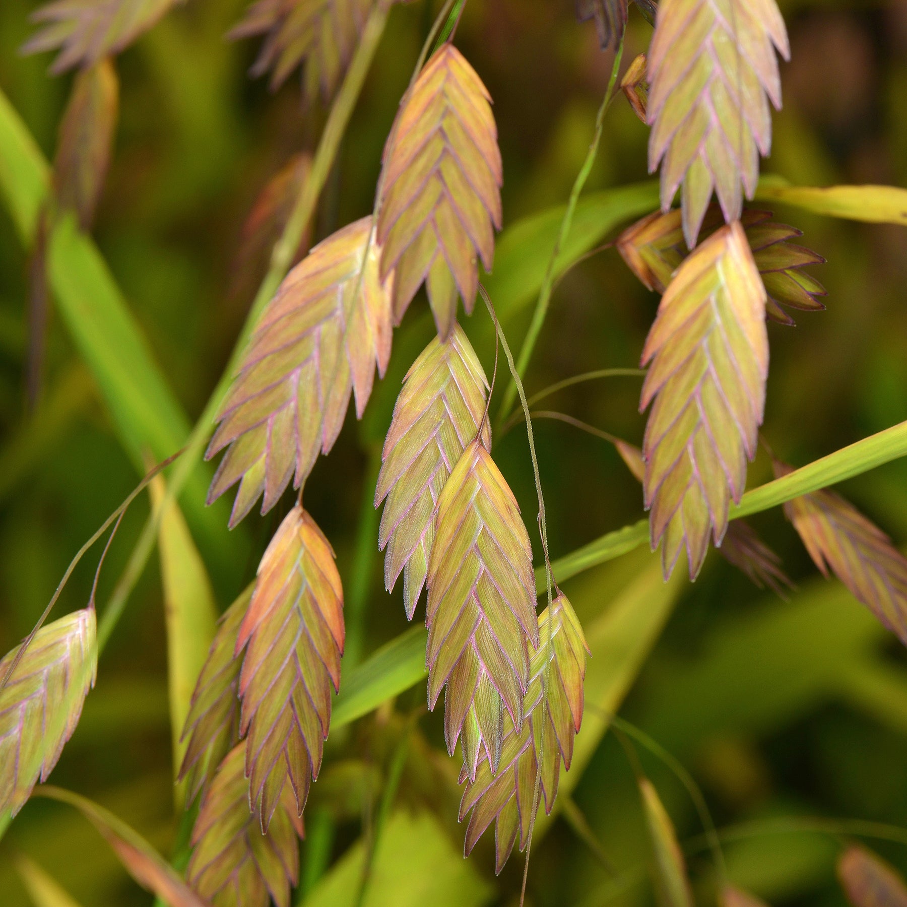Graminées - Chasmanthe à feuilles larges - Chasmanthium latifolium