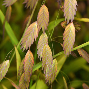 Graminées - Chasmanthe à feuilles larges - Chasmanthium latifolium