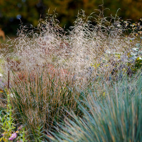 Vente Canche cespiteuse - Deschampsia cespitosa