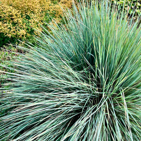 Avoine bleue - Helictotrichon sempervirens pendula - Willemse