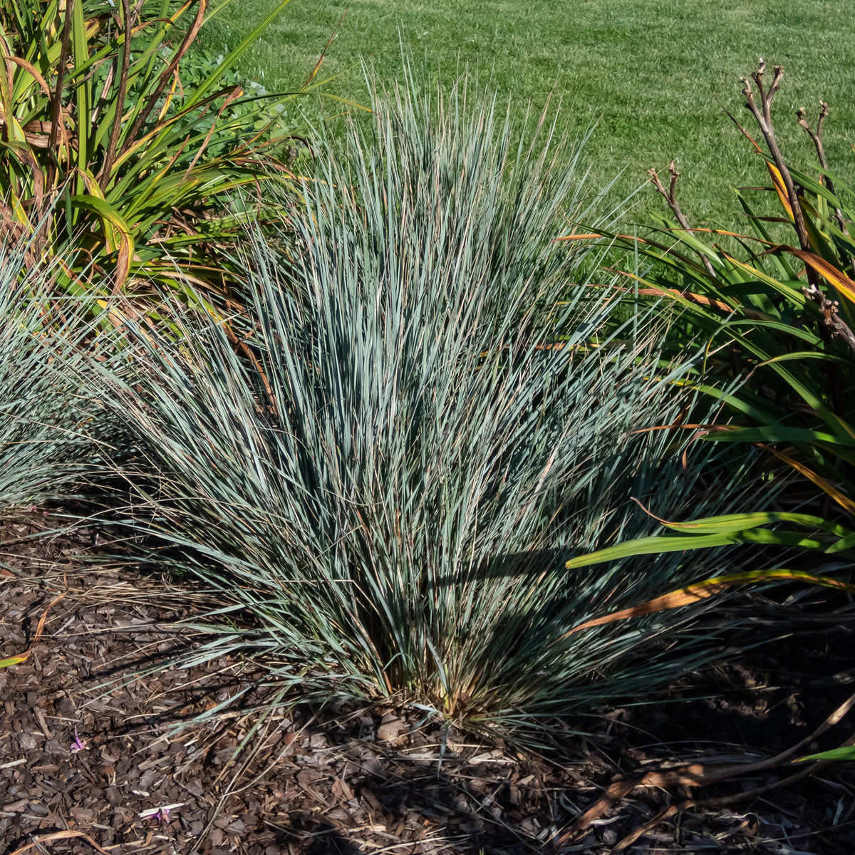 Avoine bleue - Willemse