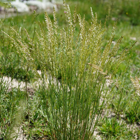 Koeleria glauca - Koélérie bleue - Graminées