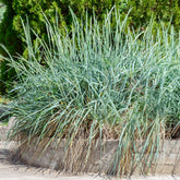 Seigle de mer - Willemse