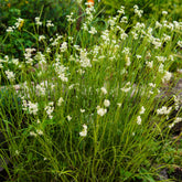 Luzule blanc de neige - Willemse