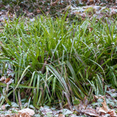 Luzule des bois - Willemse