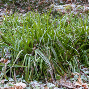 Luzule des bois - Willemse