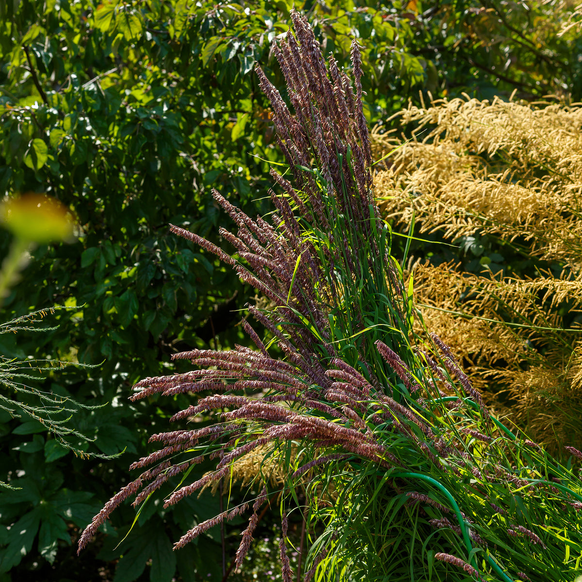 Mélique élevée pourpre - Melica altissima atropurpurea - Willemse