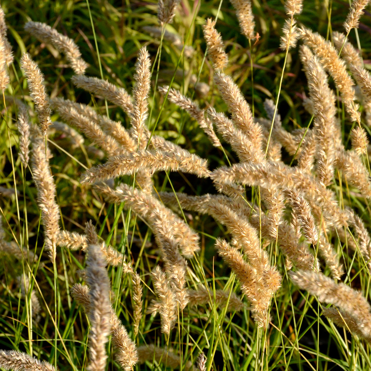 Mélique ciliée - Melica ciliata - Willemse