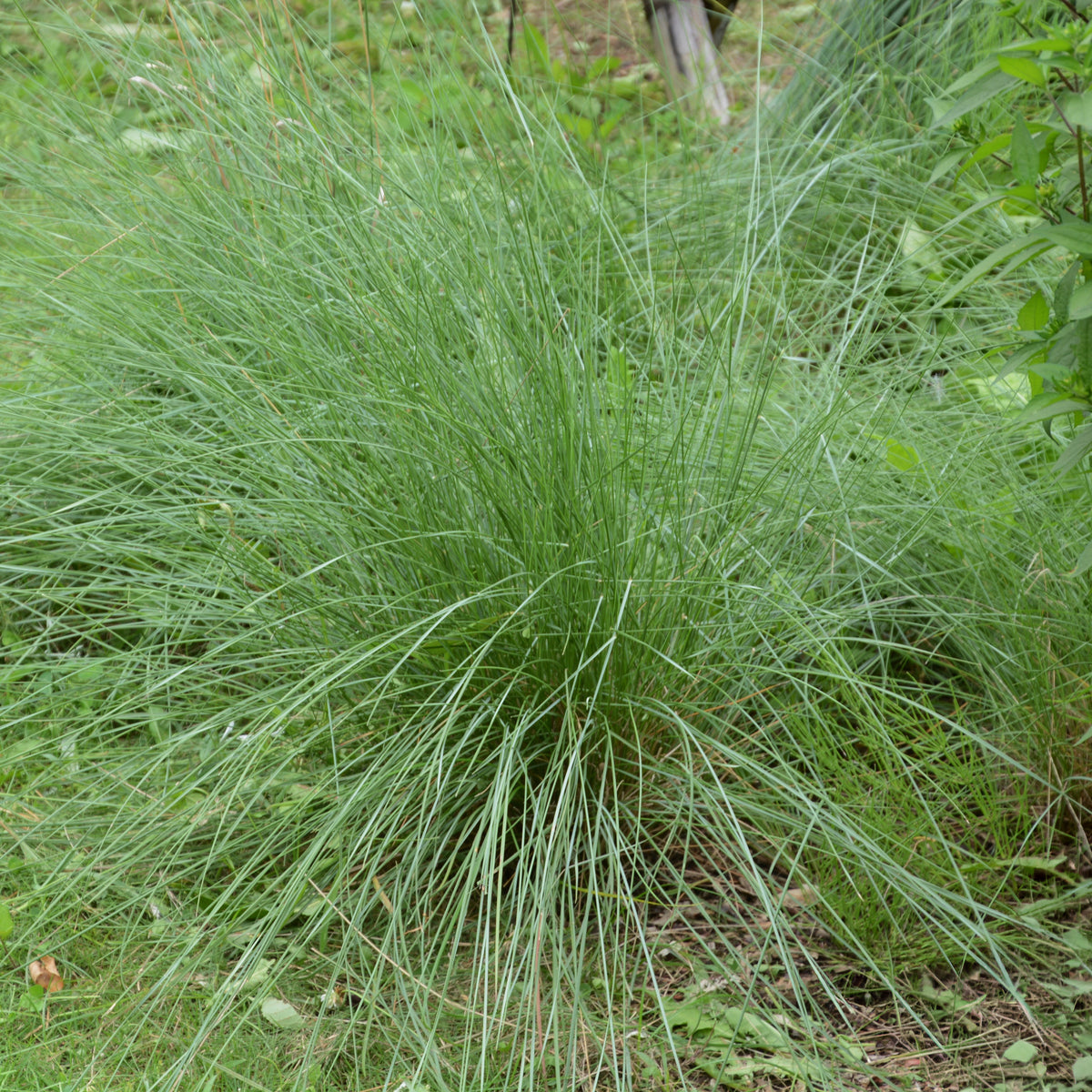 Muhlenbergia rigens - Willemse