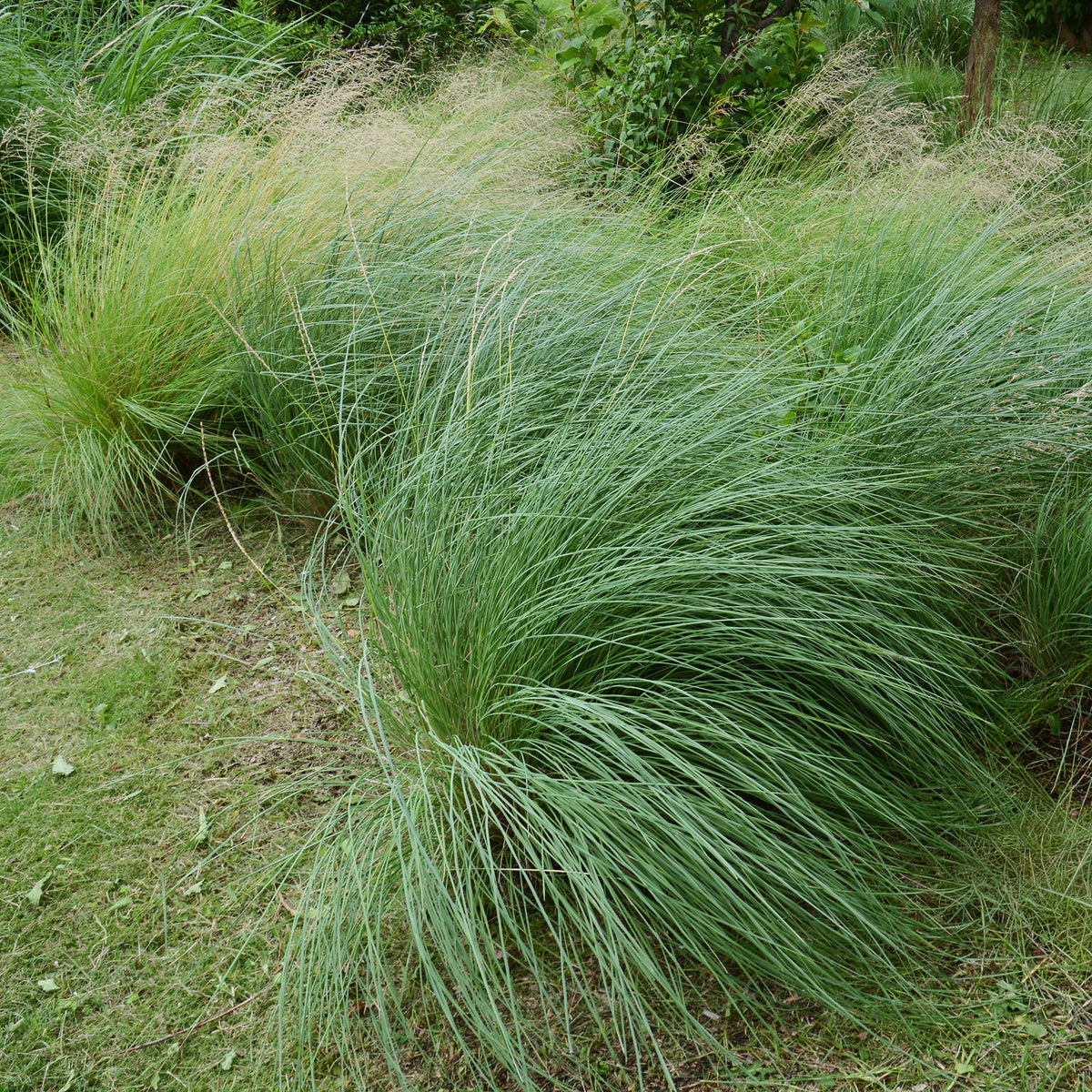 Muhlenbergia rigens - Muhlenbergia rigens - Willemse