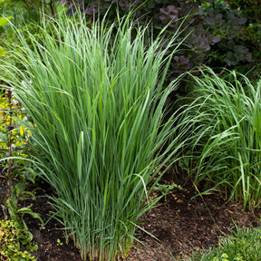 5 Vivaces pour prairie fleurie - Panicum virgatum,Sesleria autumnalis, Allium sphaerocephalon,Veronicastrum virginicum, Sanguisorba officinalis       - Willemse