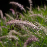 Herbe aux écouvillons Karley Rose ® - Pennisetum - Willemse