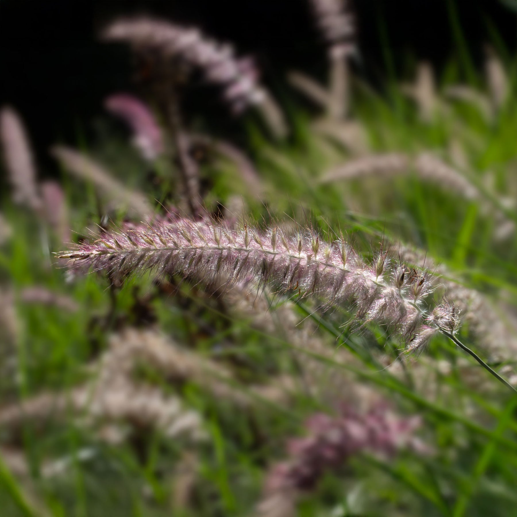Herbe aux écouvillons Karley Rose ® - Pennisetum - Willemse