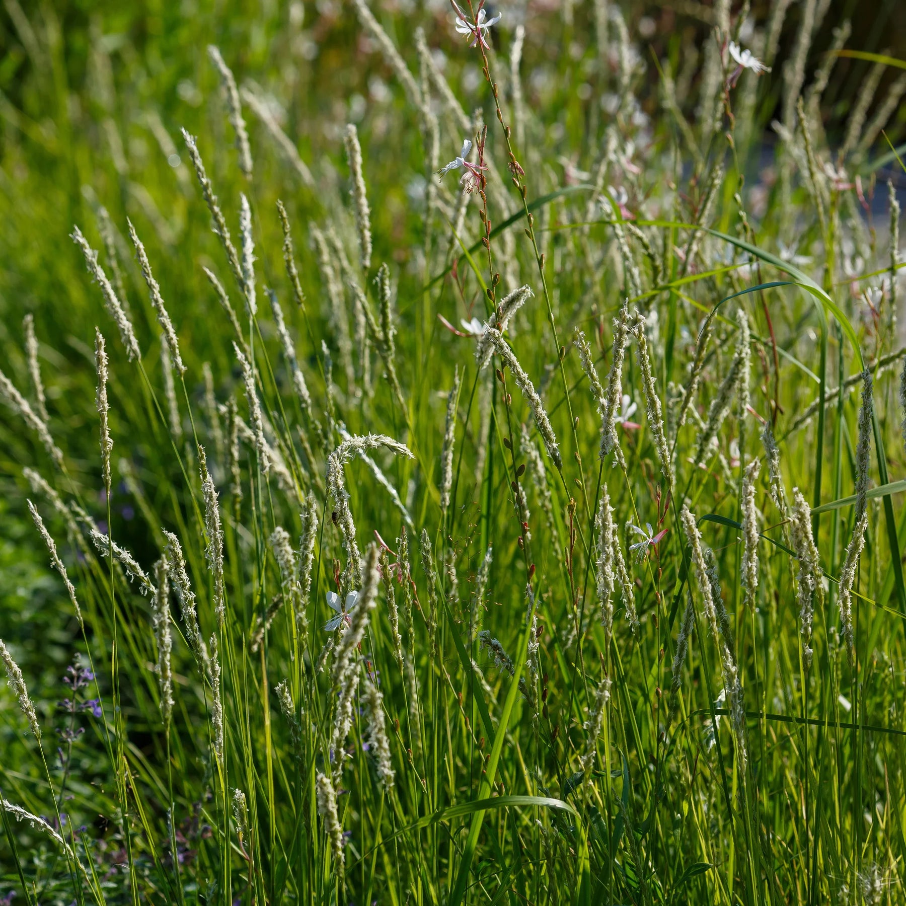 Collections de vivaces - 5 Vivaces pour prairie fleurie - Panicum virgatum,Sesleria autumnalis, Allium sphaerocephalon,Veronicastrum virginicum, Sanguisorba officinalis      