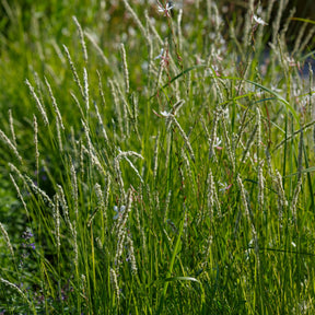 Collections de vivaces - 5 Vivaces pour prairie fleurie - Panicum virgatum,Sesleria autumnalis, Allium sphaerocephalon,Veronicastrum virginicum, Sanguisorba officinalis      