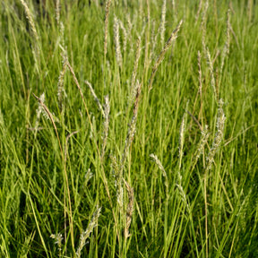 Sesleria autumnalis - Seslérie d'automne - Seslérie