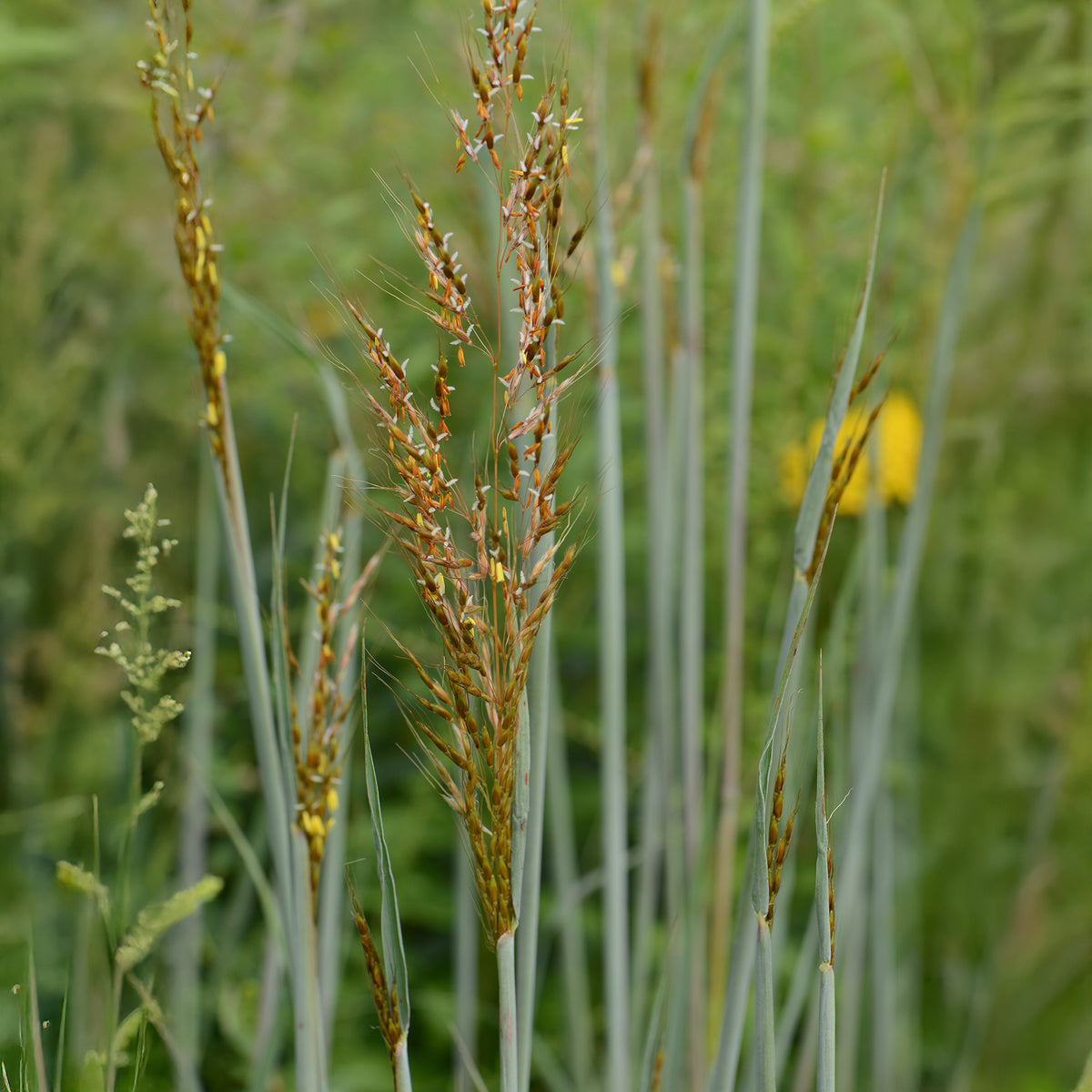 Herbes des Indiens Indian Steel - Sorghastrum nutans Indian Steel - Willemse
