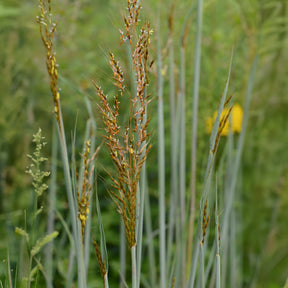Herbes des Indiens Indian Steel - Sorghastrum nutans Indian Steel - Willemse