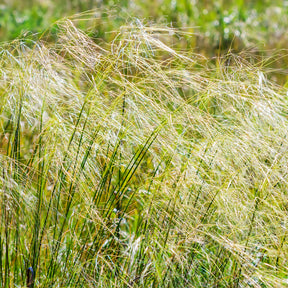Graminées - Stipe chevelu - Stipa capillata