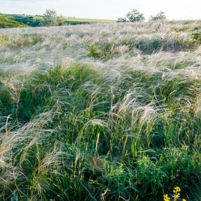 Stipa capillata - Stipe chevelu - Graminées