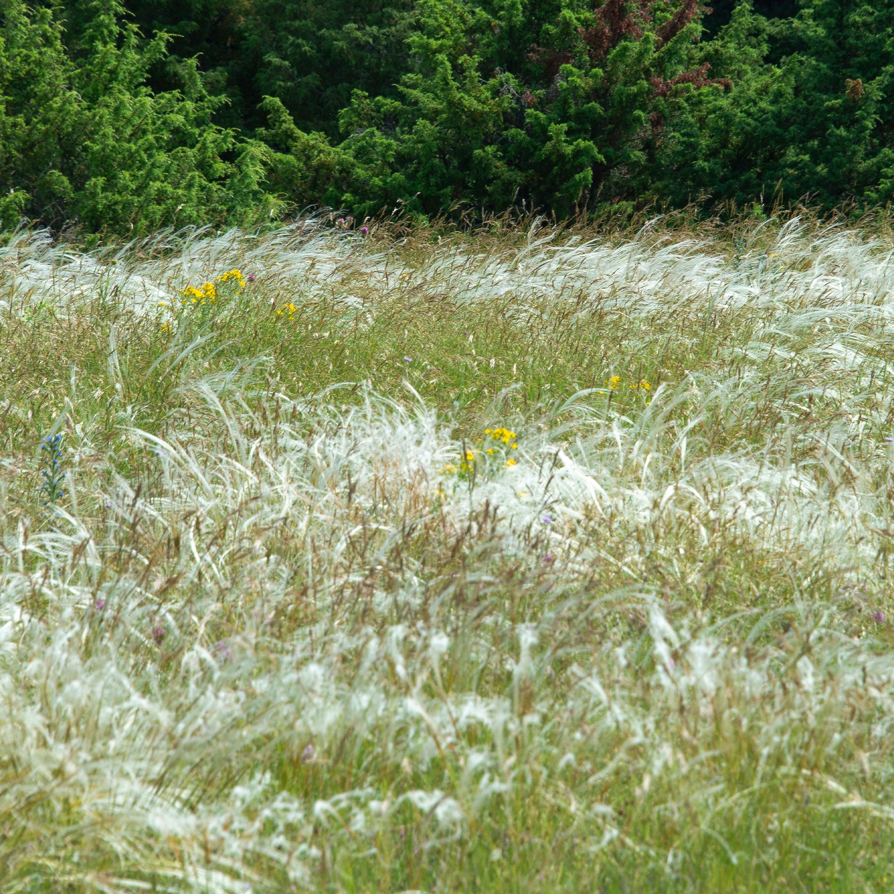 Stipe - Stipa - Stipe penné - Stipa pennata