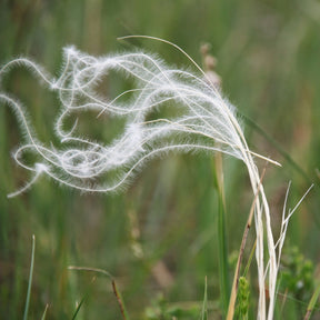 Stipa pennata - Stipe penné - Stipe - Stipa