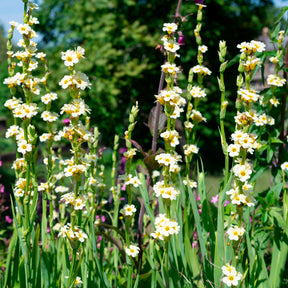 Sisyrinchium striatum - Bermudienne striée - Fleurs vivaces