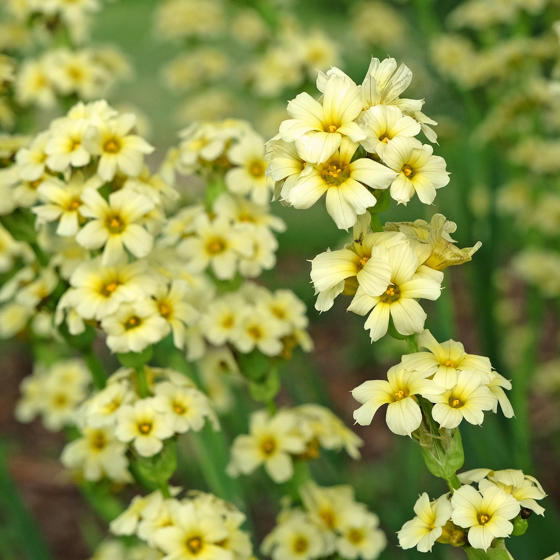 Fleurs vivaces - Bermudienne striée - Sisyrinchium striatum