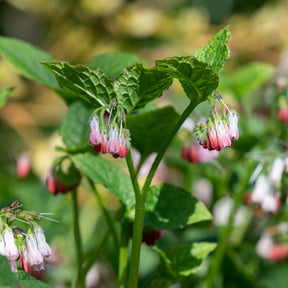 Consoude à grandes fleurs Hidcote Pink