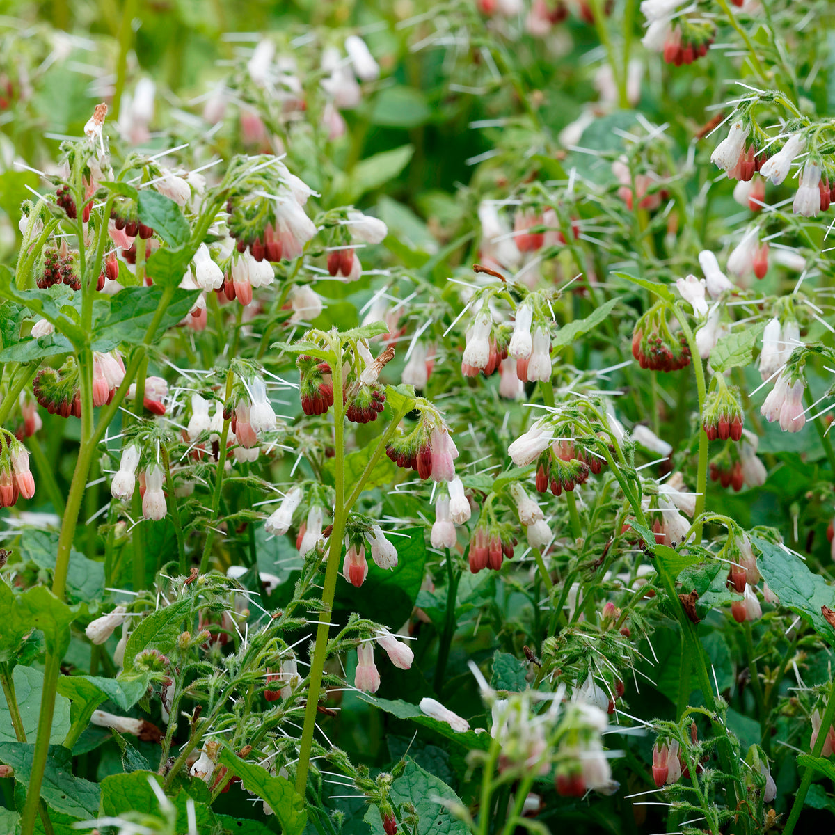 Consoude à grandes fleurs Hidcote Pink - Symphytum grandiflorum hidcote pink - Willemse