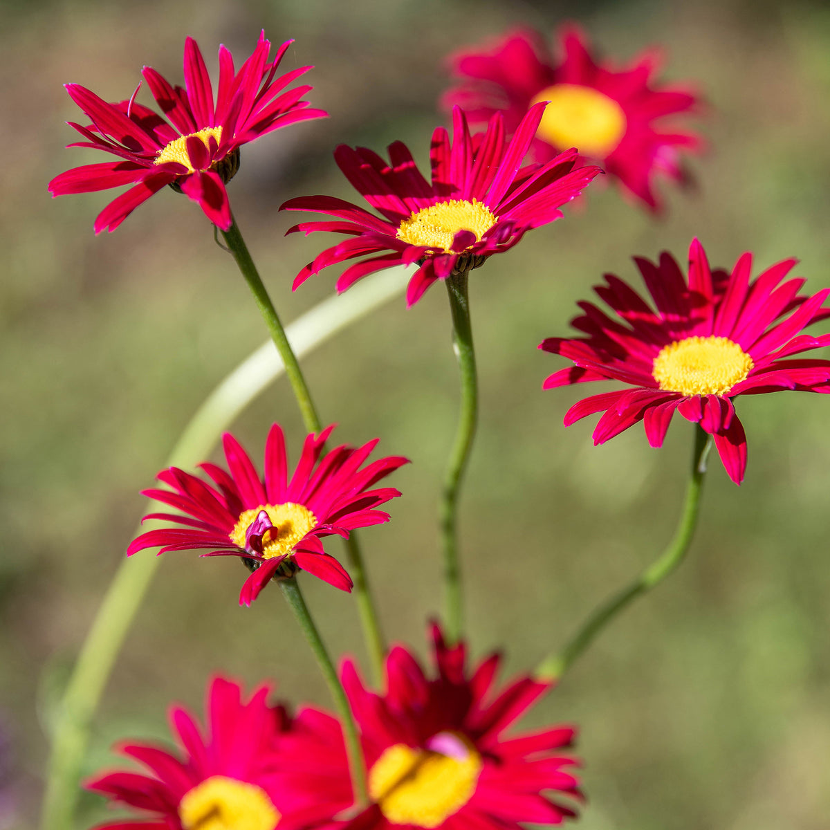 3 Pyrèthre Robinsons Red - Willemse