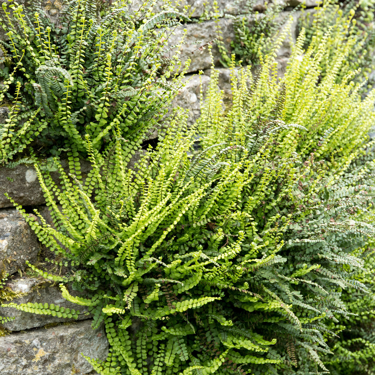 Fausse-Capillaire - Willemse
