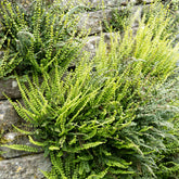 Fausse-Capillaire - Willemse