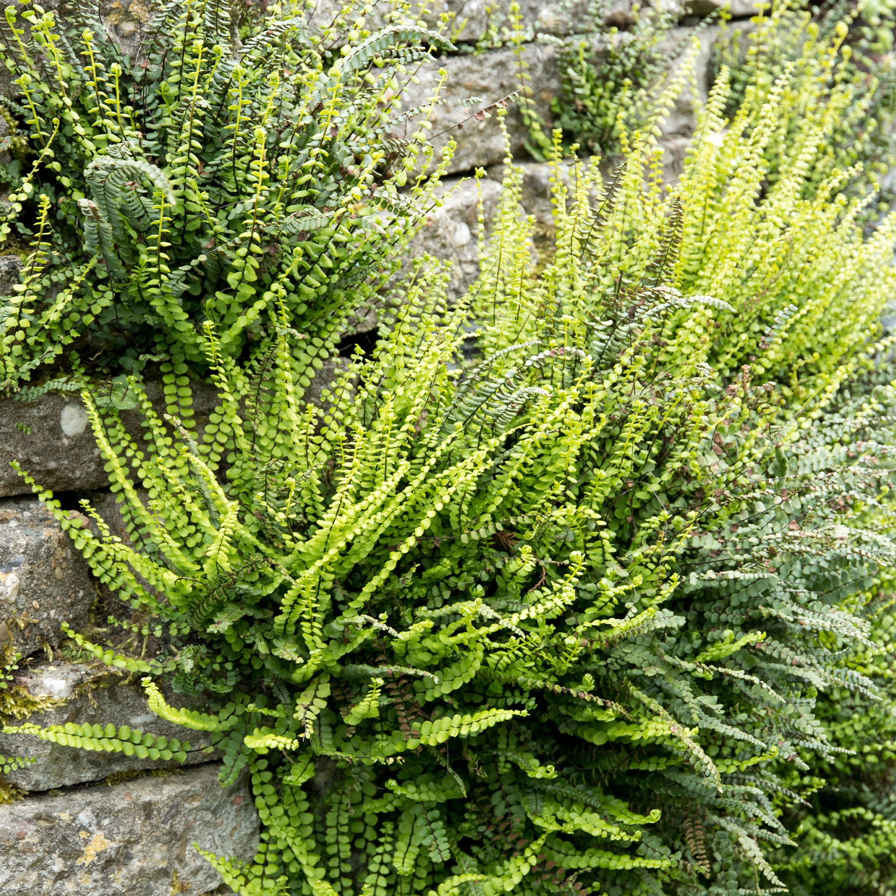 Fausse-Capillaire - Willemse