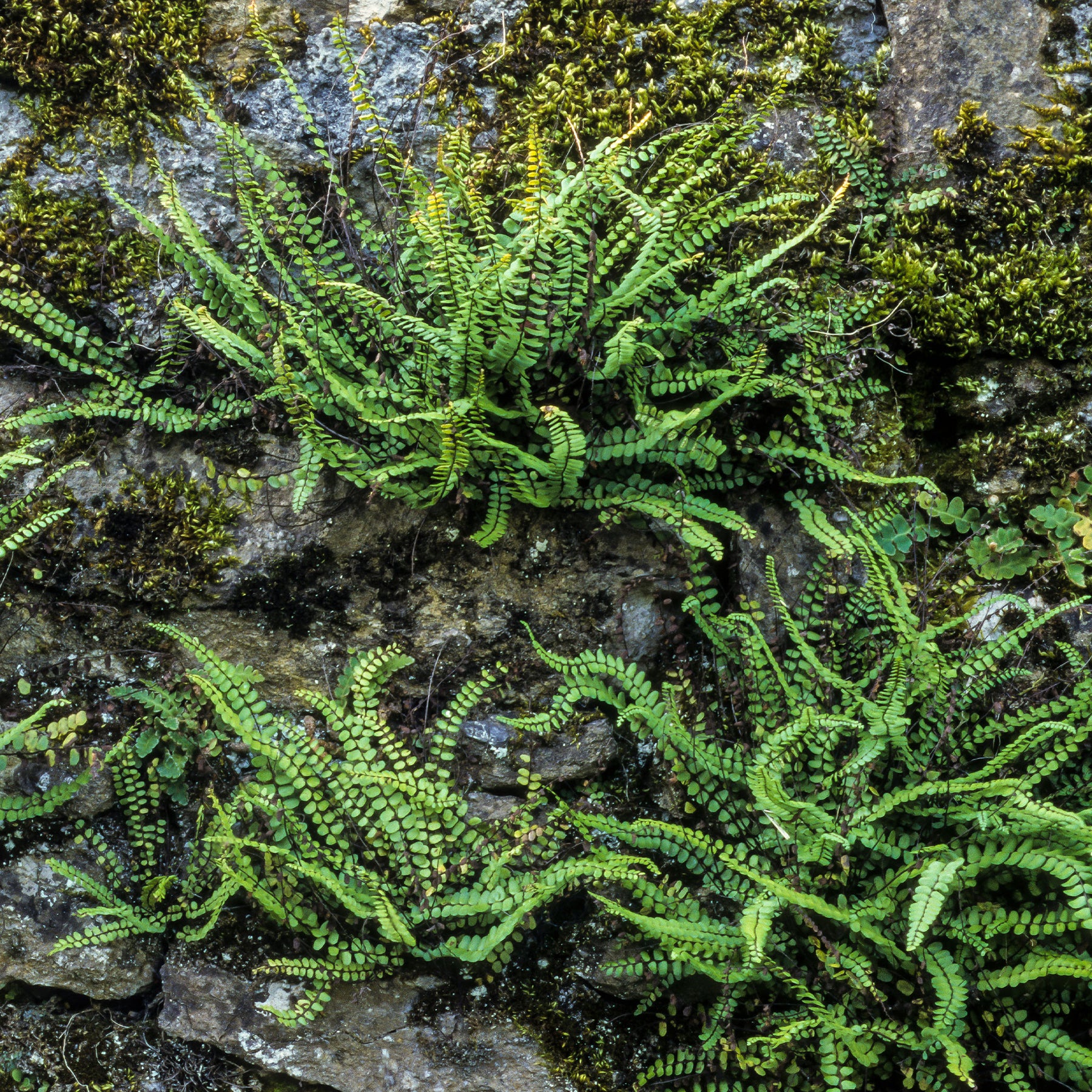 Asplenium trichomanes - Fausse-Capillaire - Fougères