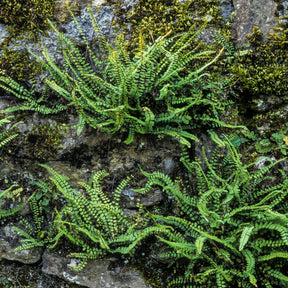 Asplenium trichomanes - Fausse-Capillaire - Fougères